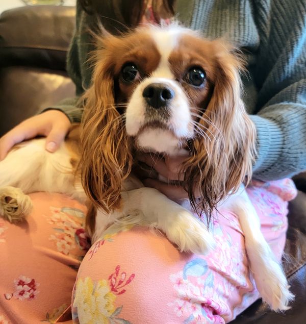 A Cavalier King Charles Spaniel sitting on a person's lap indoors.