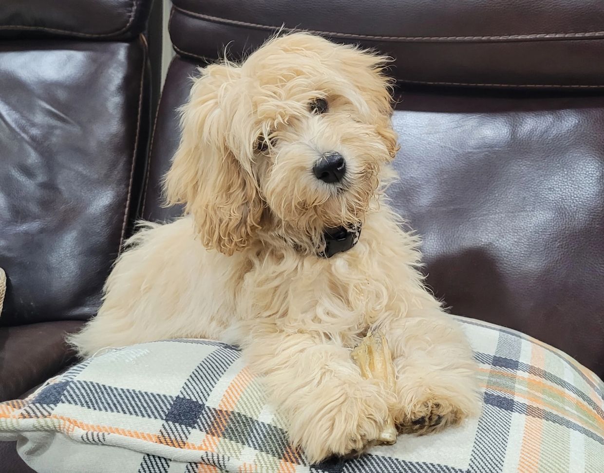 Fluffy cream-colored dog resting on a plaid pillow on a leather couch.