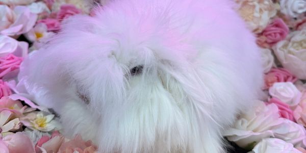 Fluffy white dog surrounded by a vibrant floral backdrop.