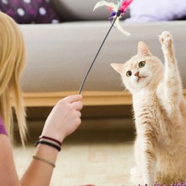 Lots of play time with your cats