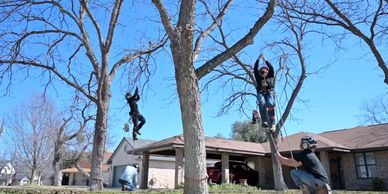 Tree health assessments