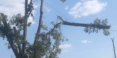 Tree removal 