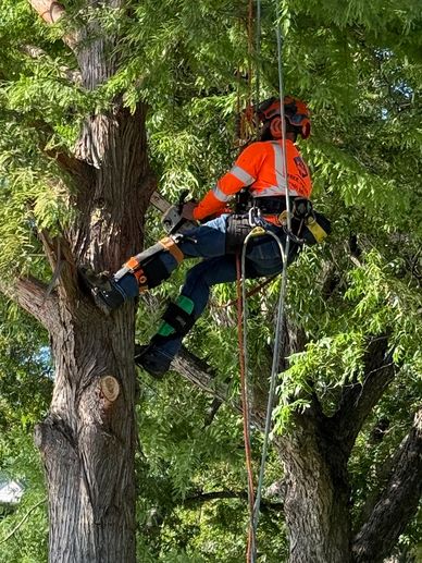arborist climbing equipment so can safely climb trees and rigging gear so have control of branches