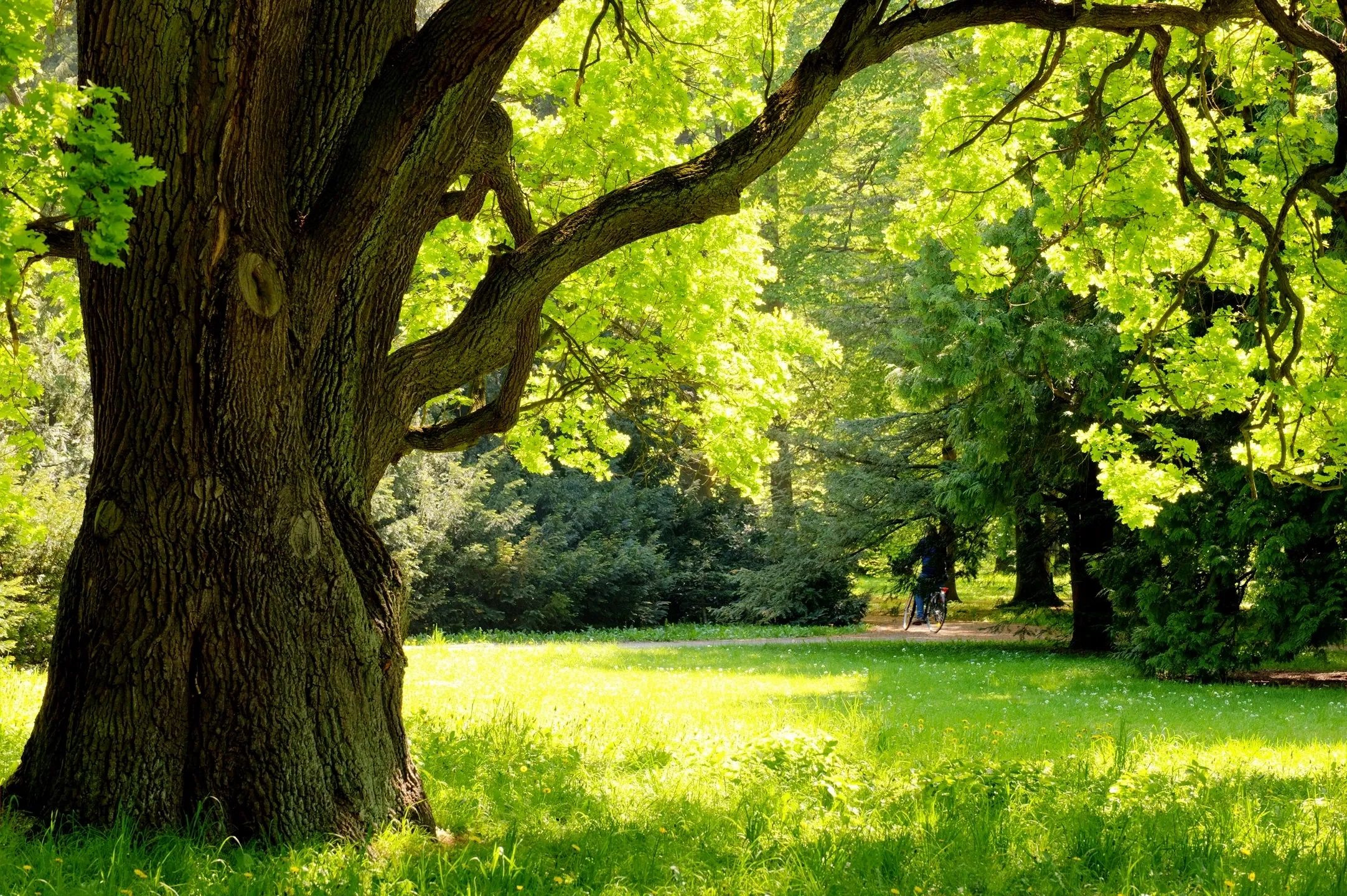 Large tree with bright green leaves in a sunlit park.