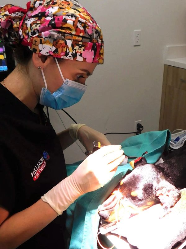 Veterinarian performing surgery on a dog.