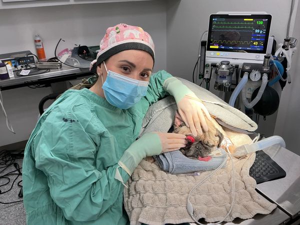 Veterinarian comforting sedated dog during surgery.