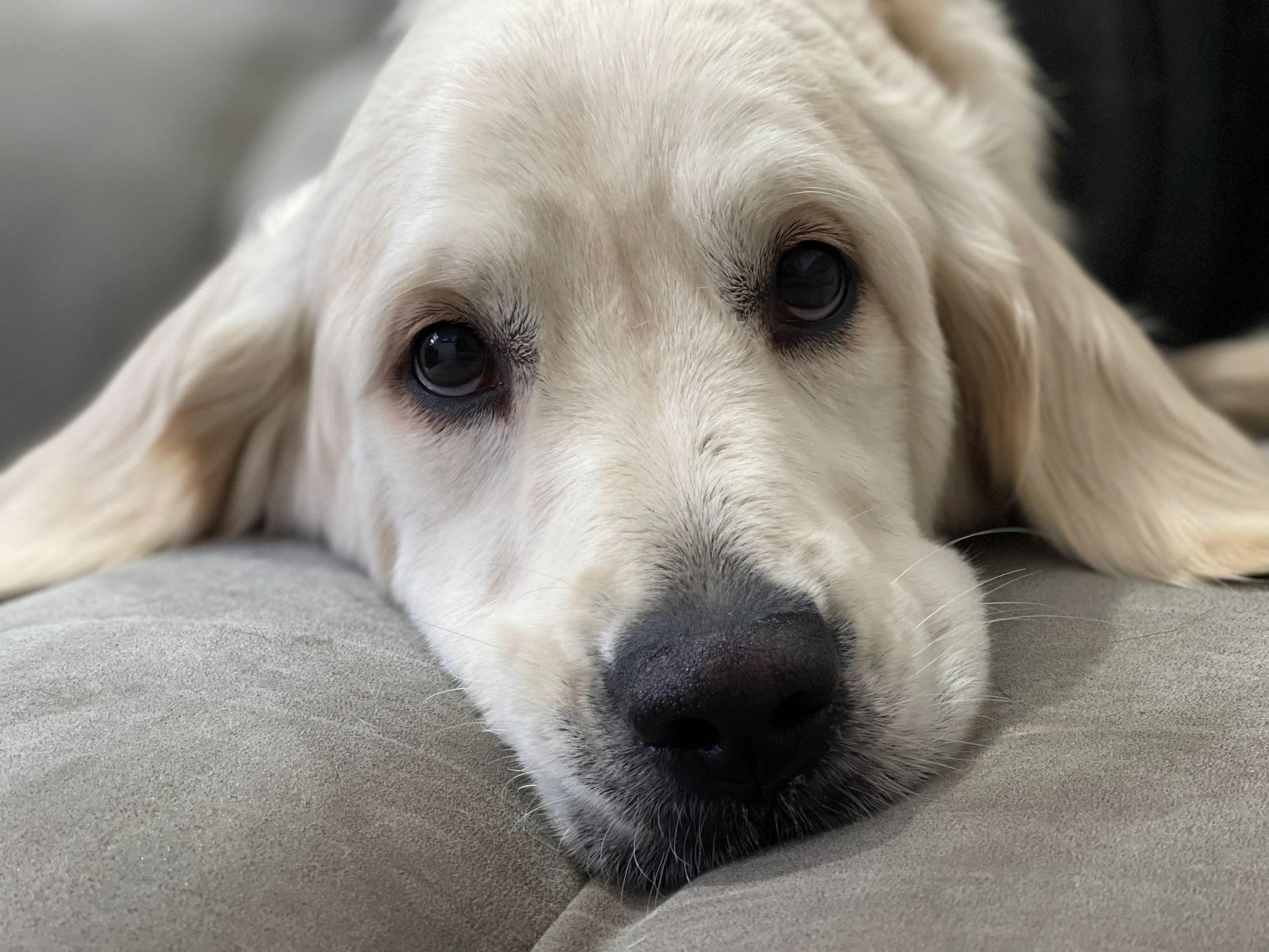 Why Is My Dog So Tired After Boarding