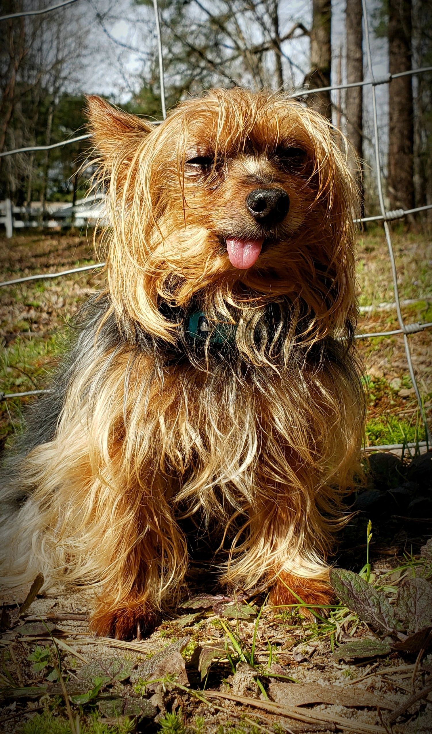 Buddy - A two year resident of OHP who crossed the Rainbow Bridge in 2021