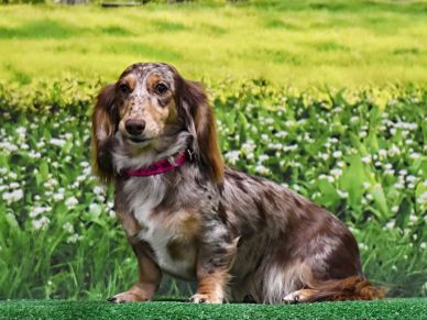 Chocolate and Cream Dapple Dachshund Majestic Porscha