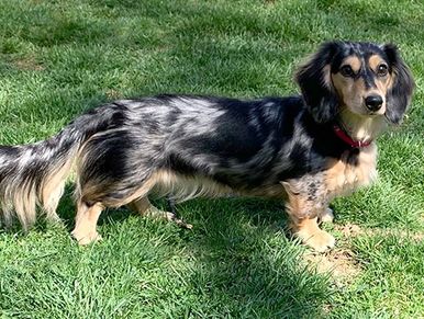 Black and Cream Dapple Dachshund -- Heavenly Haven