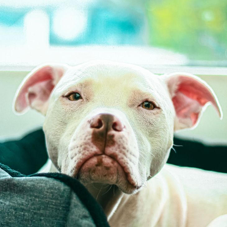 Olive, the beloved rescued pit bull terrier and studio mascot at Olive & Co. Studios