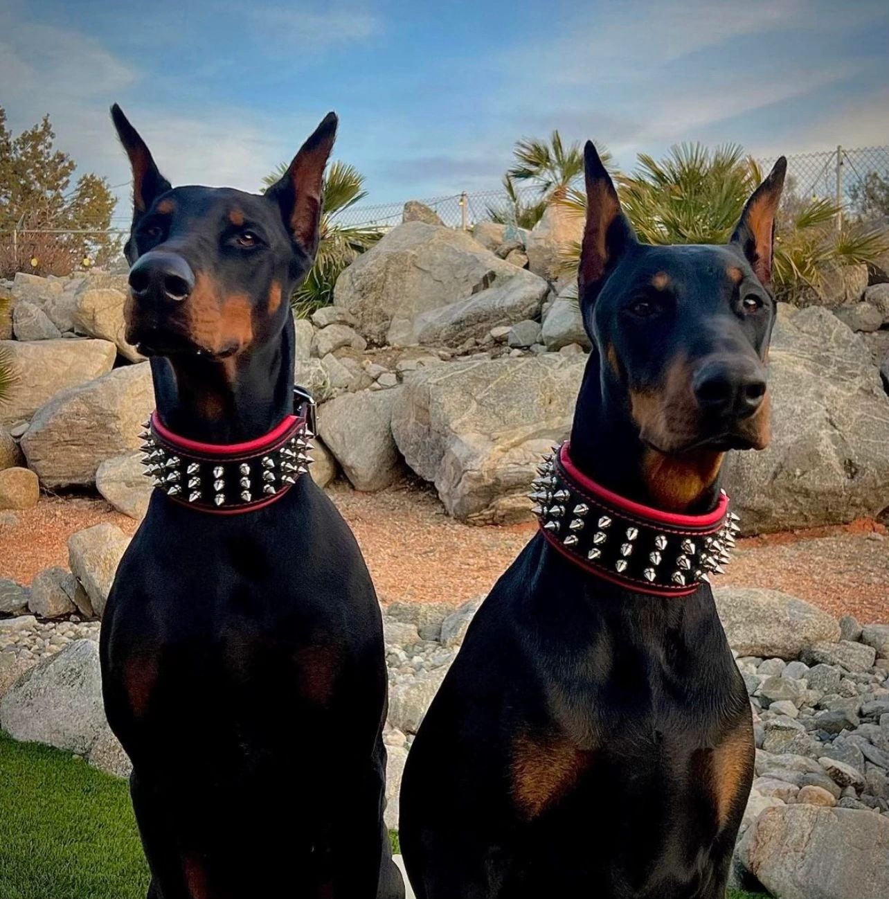 Dobermann Performance