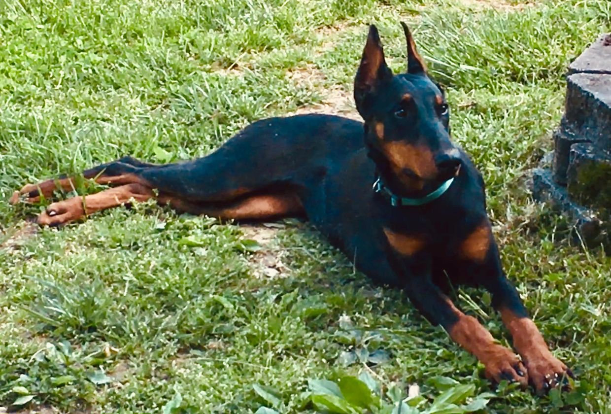 A Doberman dog lying on green grass near stone blocks.