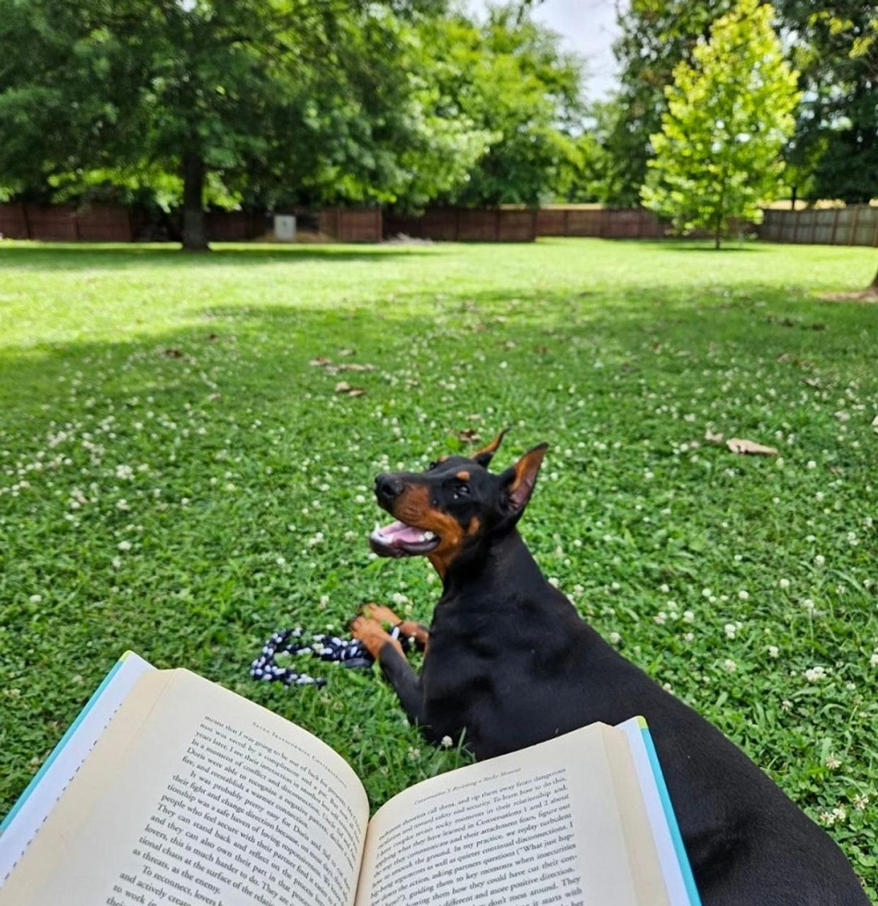 A Doberman lying on grass near an open book in a sunny backyard.