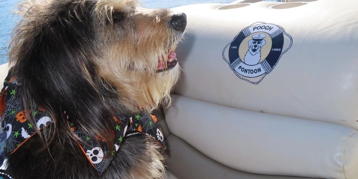 boat captain dog