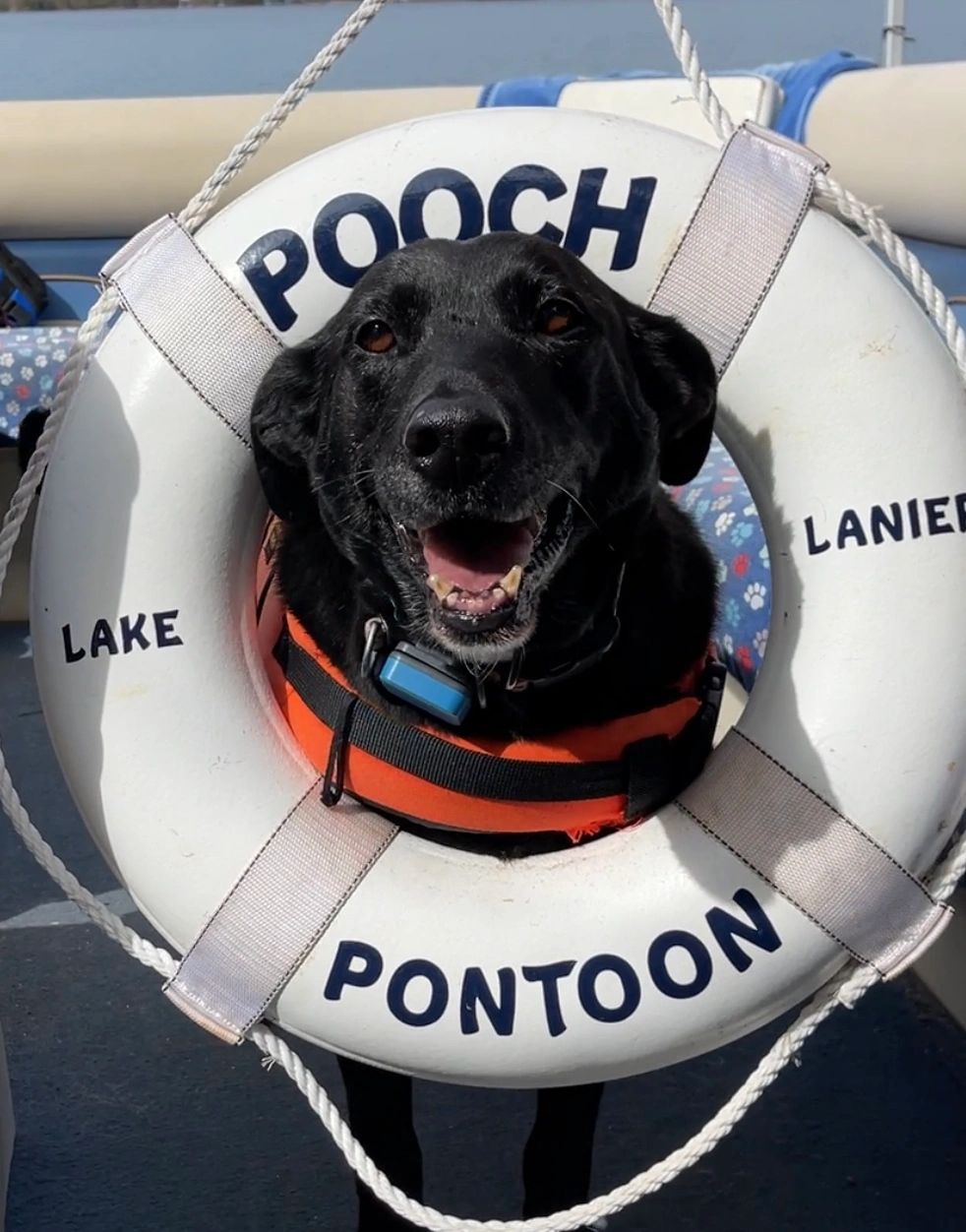 Pooch Pontoon