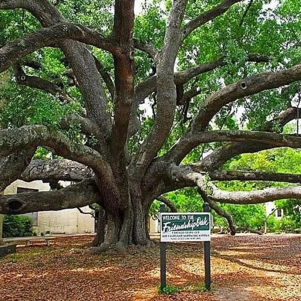 The Friendship Oak in Long Beach, Mississippi
