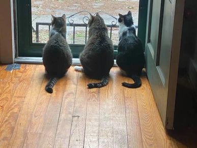 Phoenix, Duey, and Izzy staring out the front door missing their companion. 