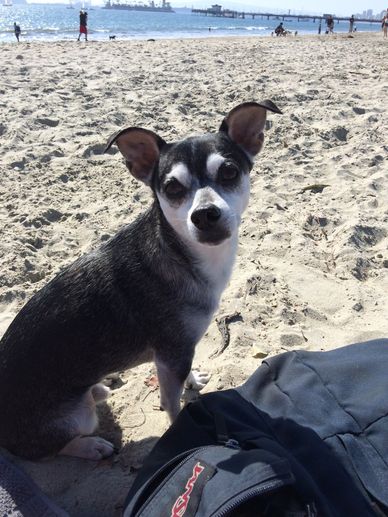 Rico enjoying Rosies Dog Beach