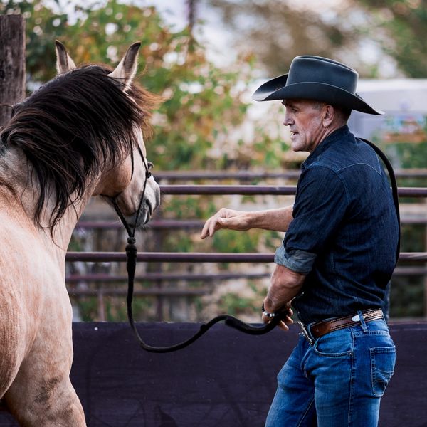 Wild West Taylor and mustang learnig equine training and equine behaviour 