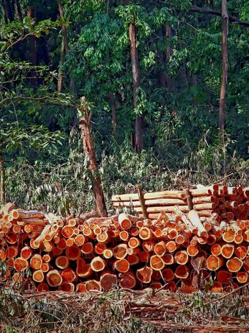 timber wood in forest