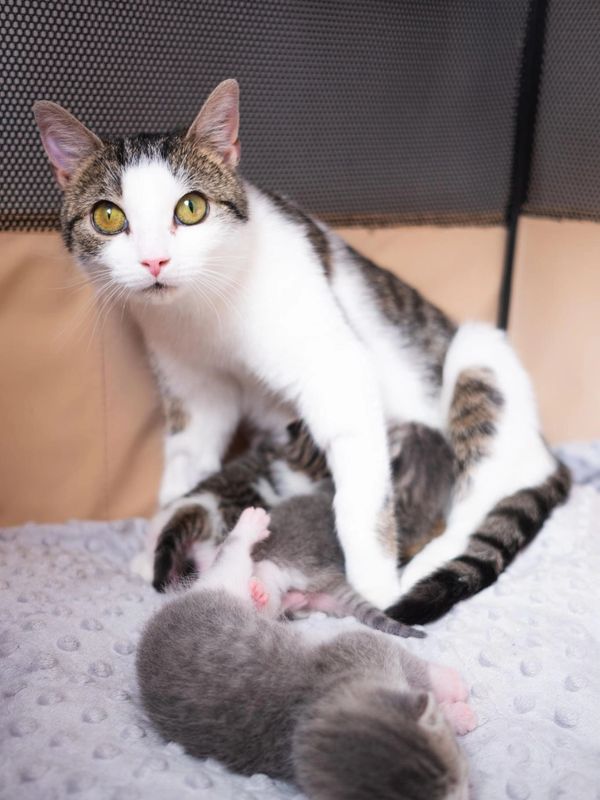 Neonatal Kittens