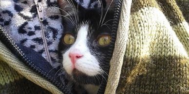 Ottawa Kitten Rescue