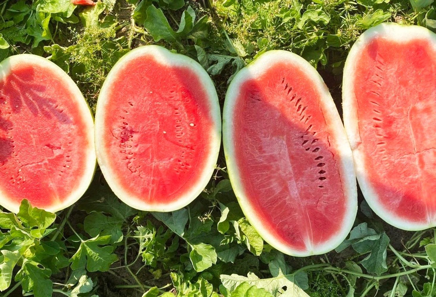 Melon Direct LLC Grower, Packer, Shipper