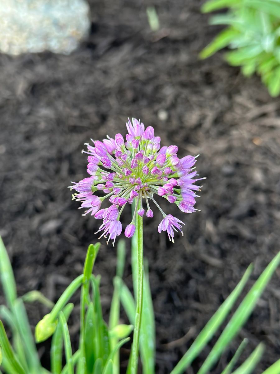 Plantings project by Chief Meadows Landscaping