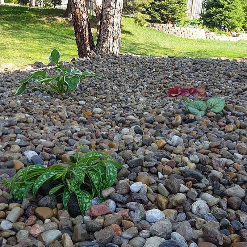 Plantings project photo 3