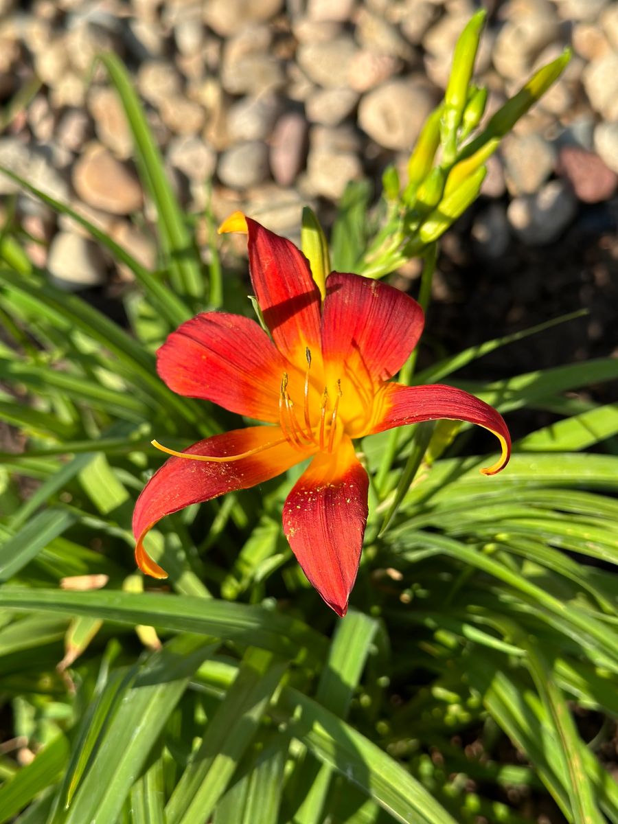 Plantings project by Chief Meadows Landscaping