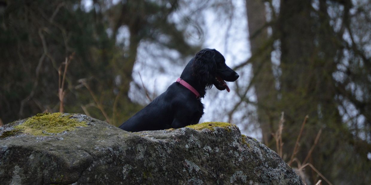 Black dog with a red collar sitting on a mossy rock in the forest.
