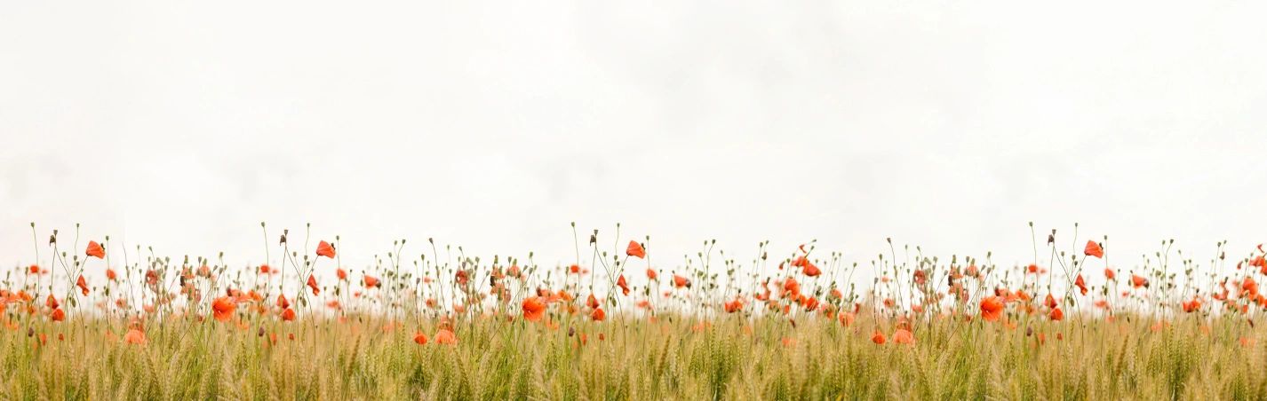 Corfe Mullen Royal British Legion in Wimborne