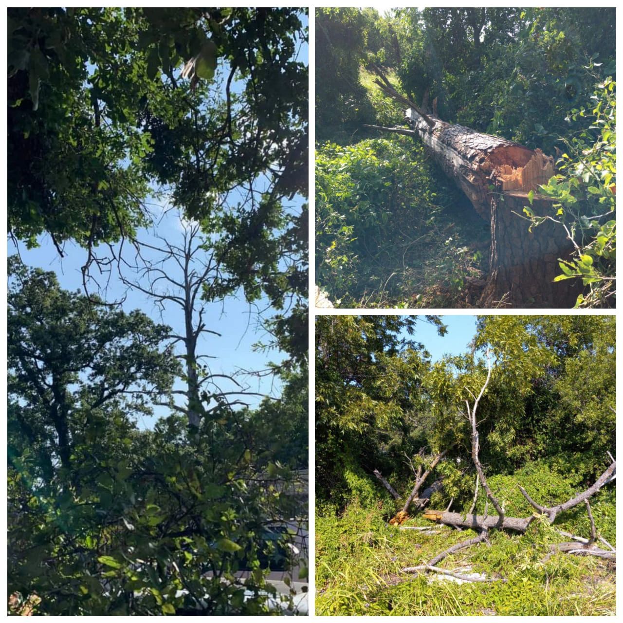 Thunderstruck Pine, felled opposite of clients house.