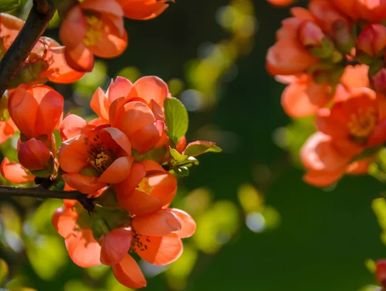 Close-up of vibrant orange flowers on a branch.