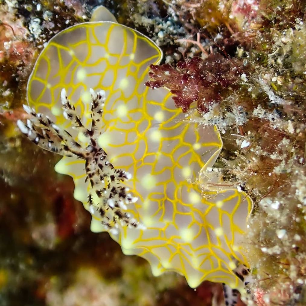 A vibrant nudibranch with yellow patterns on coral.