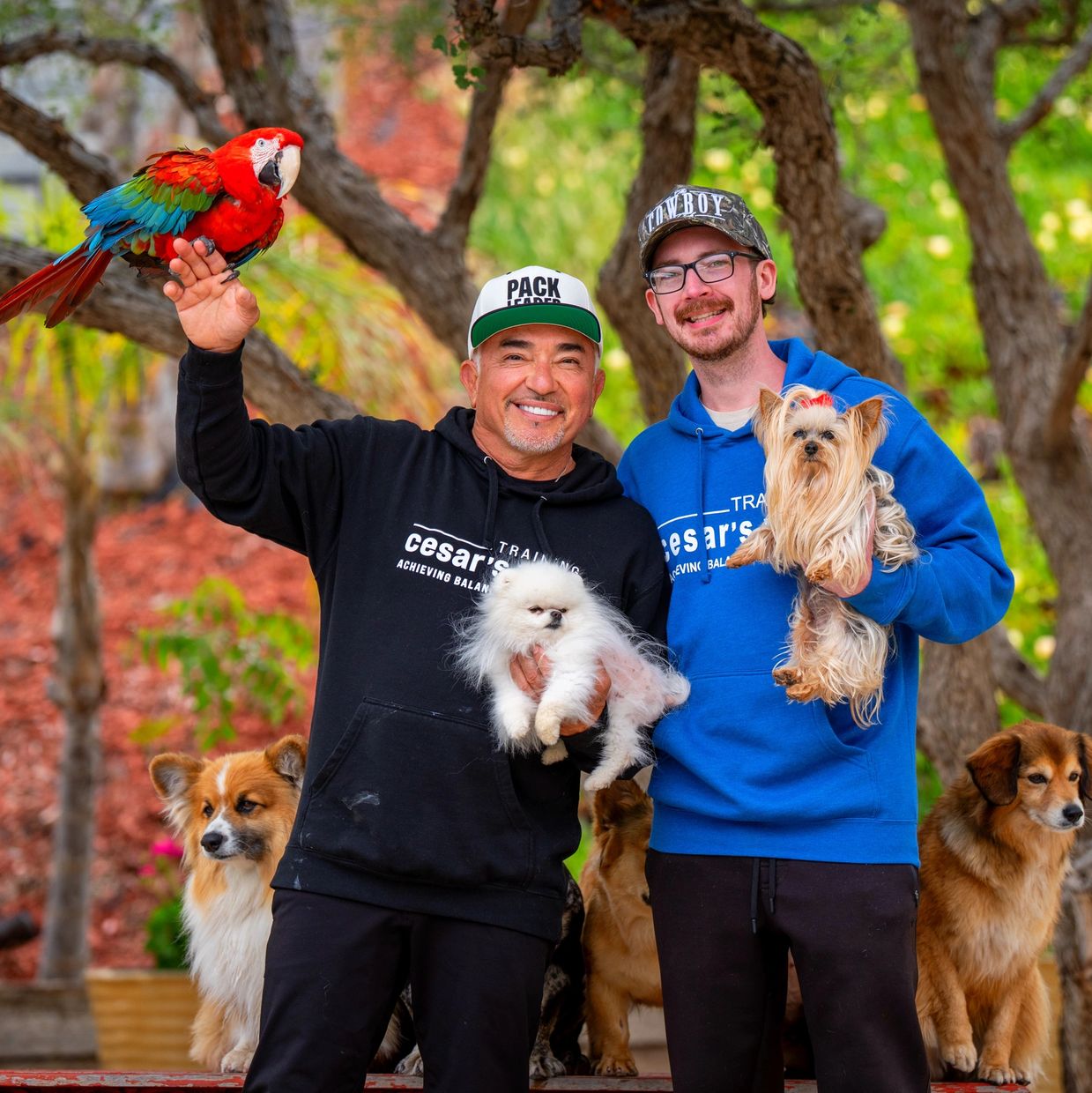 Two men holding small dogs and a colorful parrot, surrounded by other dogs outdoors.