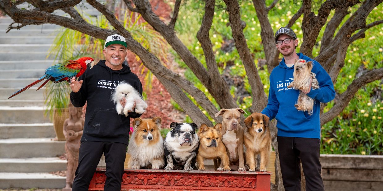 Two men posing with a colorful parrot, several dogs, and small fluffy dogs outdoors.