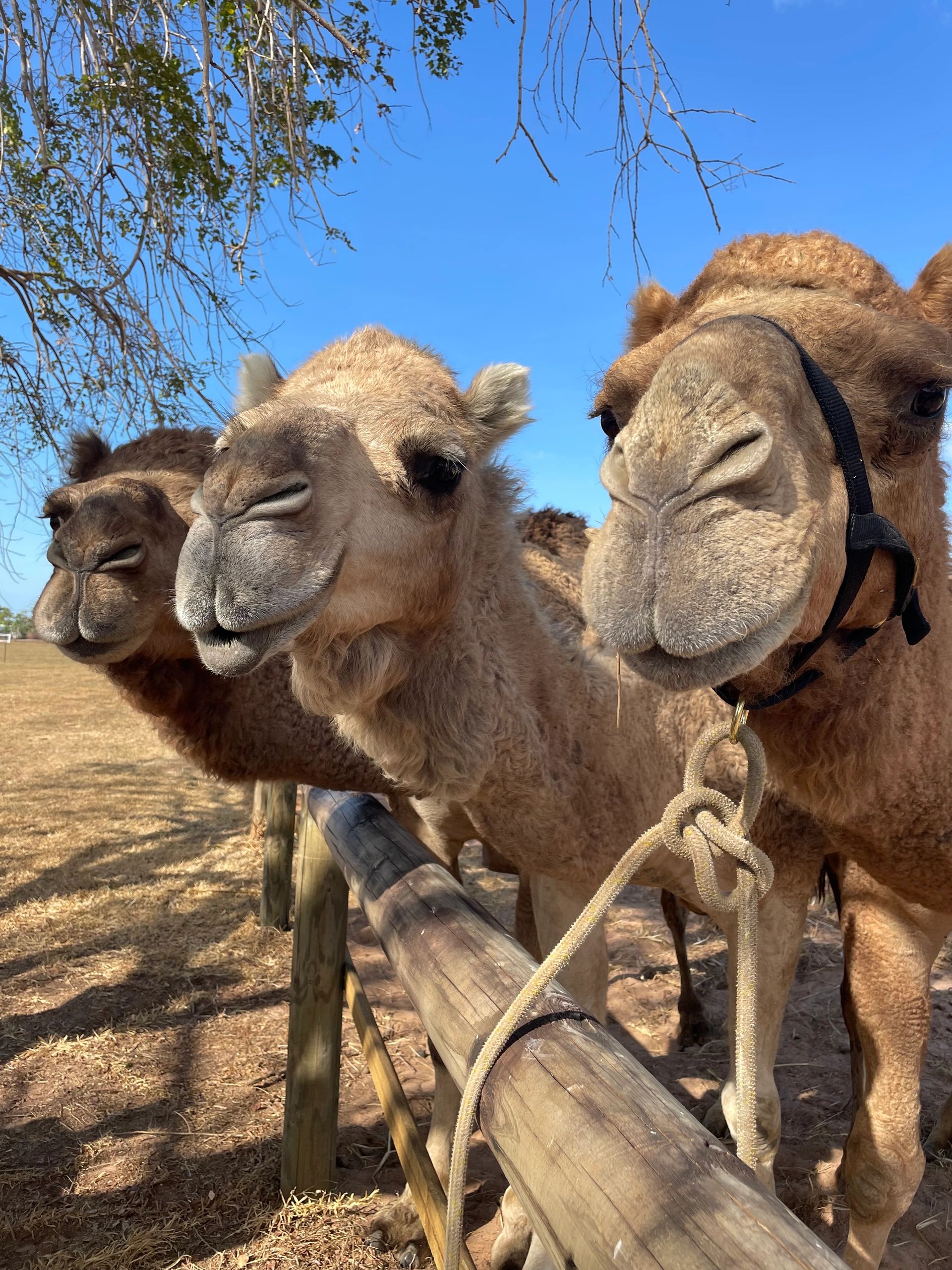 Darwin Camel Rides