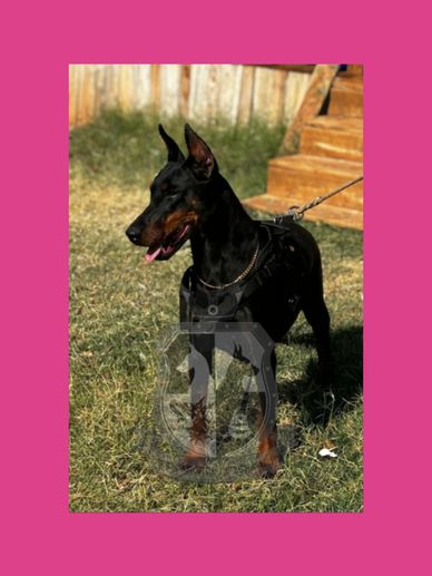 Lucia Cherry Wild- Imported Doberman 
- Available 