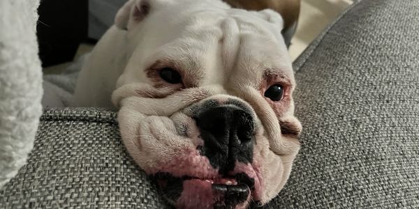 LuLu our Bulldog