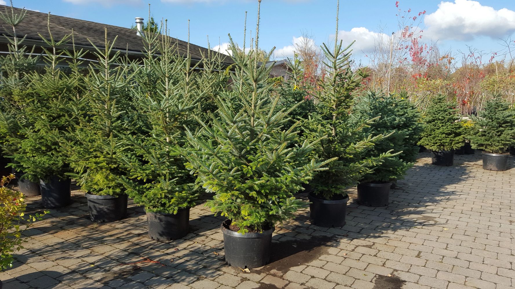 Rent Live, Potted Christmas Tree from Tri Star Nursery and Save your money and the Environment.