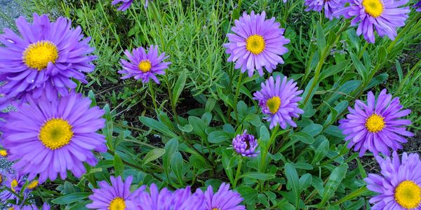 perennials purple flowers 