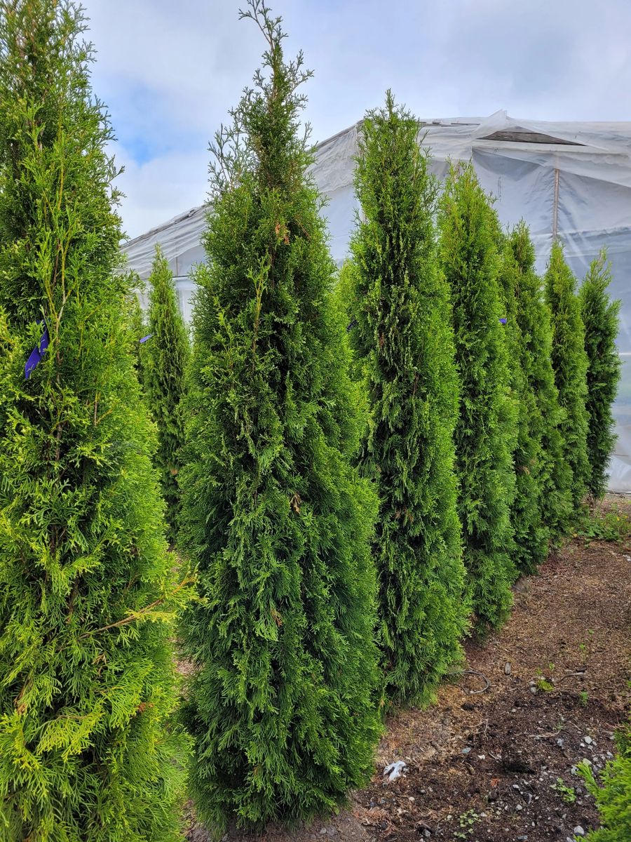 6 feet Smaraged Cedar tree