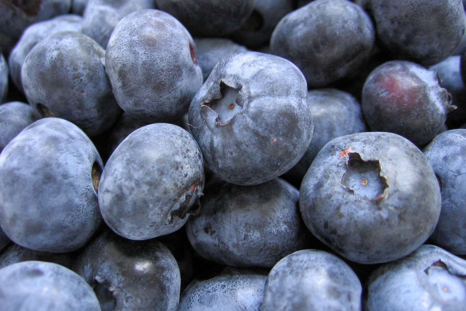 Naturaly grown blueberries 