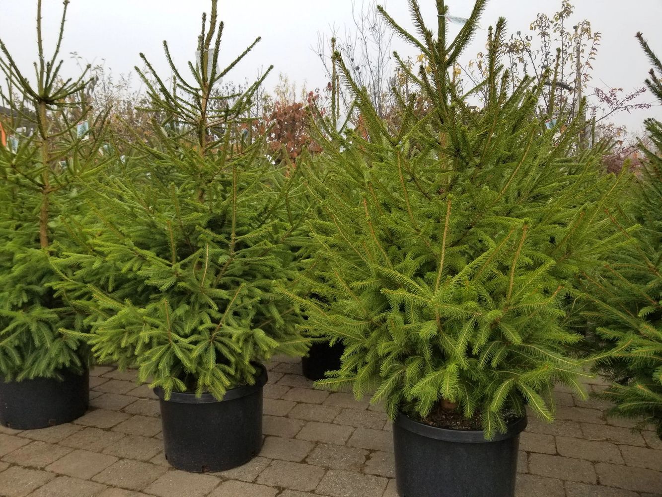 Rent Live, Potted Christmas Trees