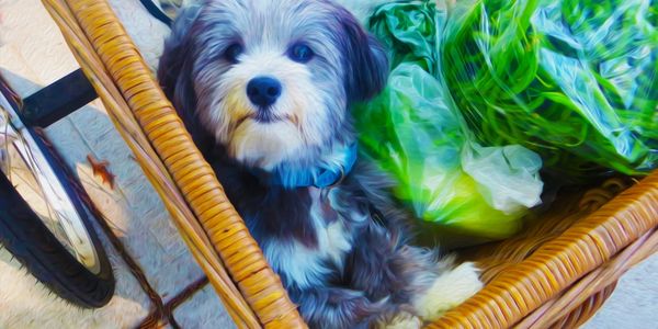 Small dog sitting comfortably in a wicker basket with fresh greens.