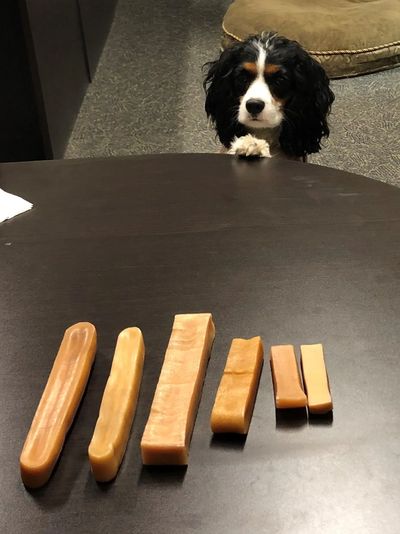 Dog eyeing a row of dog chews arranged by size on a table.