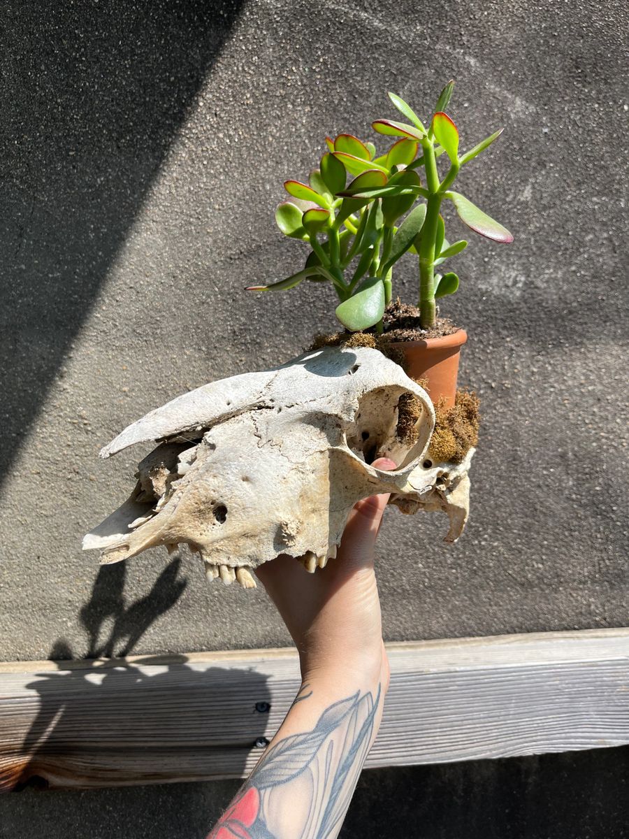 Skull Planter Skull Planter