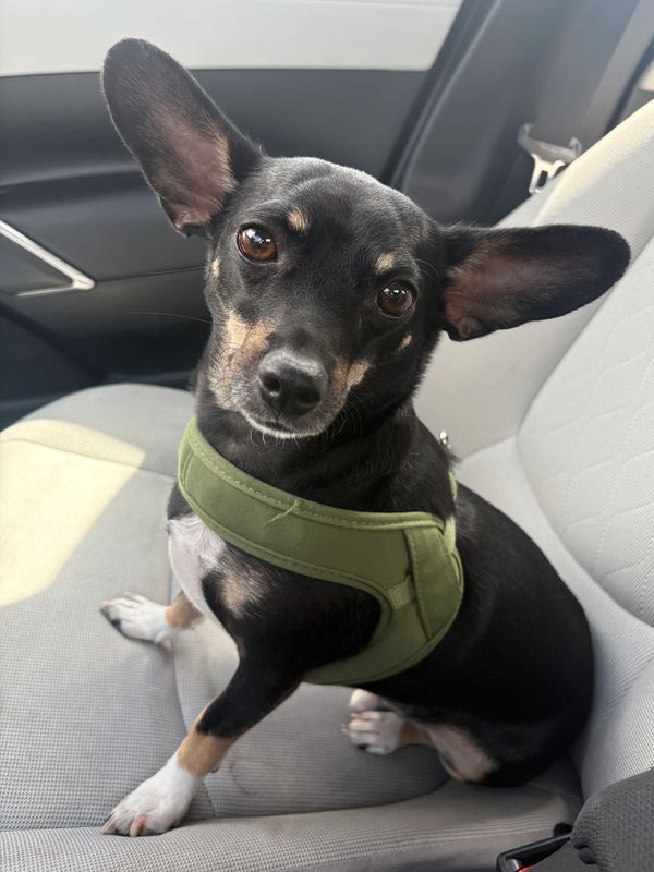Small black dog with large ears wearing a green harness in a car.